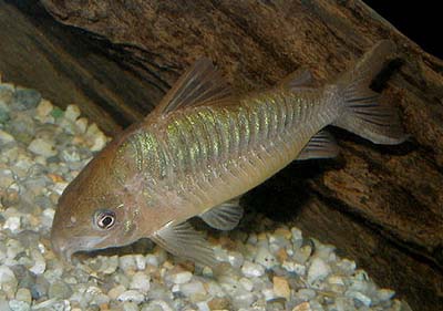 Corydoras latus